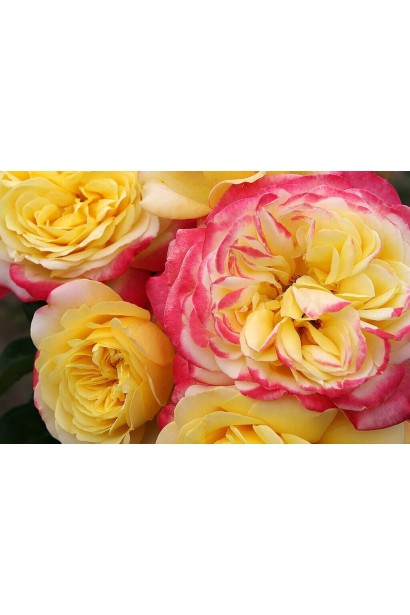 Троянда чайно-гібридна Korgotfun 